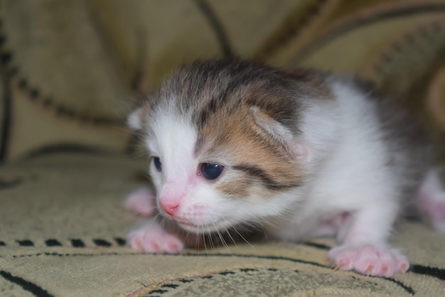 Nahaufnahme eines kleinen Kätzchens, das auf einer Decke sitzt. Glatthaarige Hauskatze.