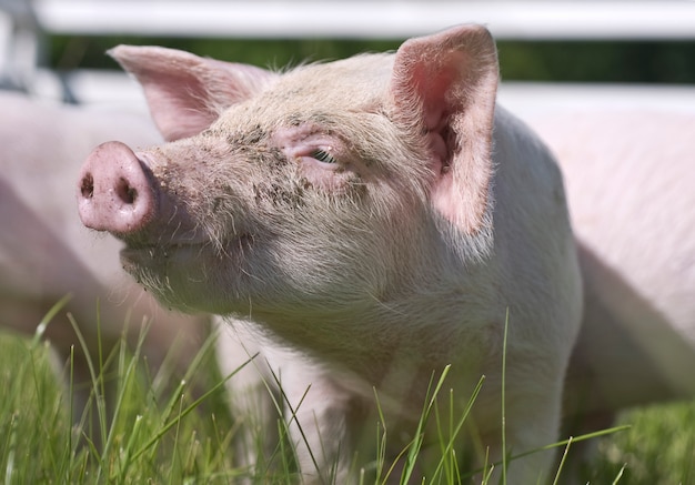 Nahaufnahme eines kleinen Schweins