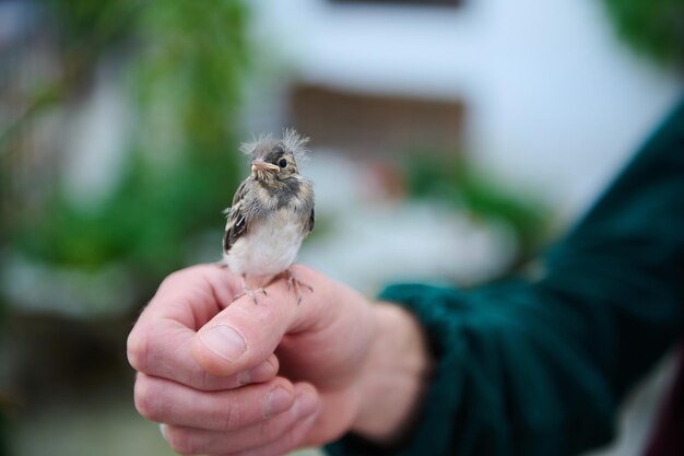 Foto nahaufnahme eines kleinen vogelbabys, das in den händen eines mannes sitzt menschen und tiere themen