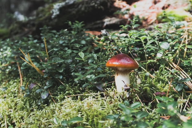 Nahaufnahme eines kleinen zarten und schönen Pilzes zwischen Moos und Flechten im Wald Wildtiere im Freien Selektiver Fokus unscharfer Hintergrund stockfoto