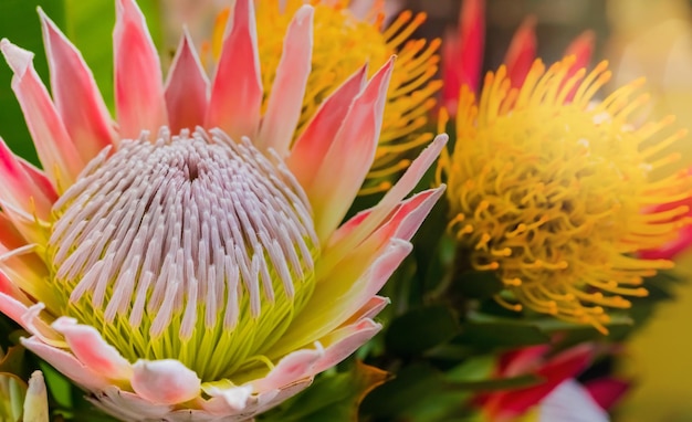 Nahaufnahme eines knallbunten Königsprotea aus dem Fynbos von Kapstadt, Südafrika