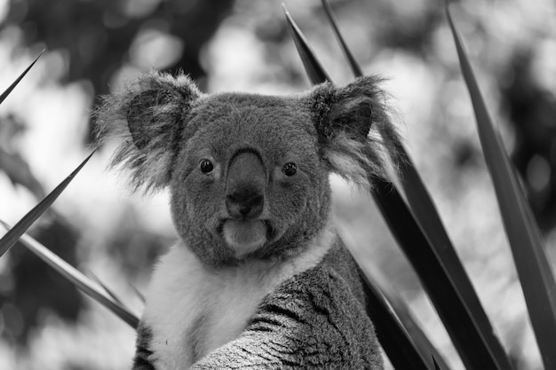 Foto nahaufnahme eines koalas im zoo