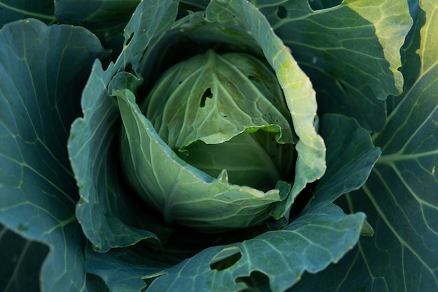 Nahaufnahme eines Kohlkopfes im Garten ein nützliches grünes Gemüse