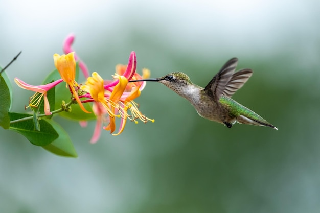 Nahaufnahme eines Kolibris bei der Bestäubung einer Blume