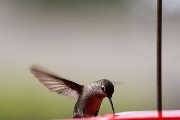 Nahaufnahme eines Kolibris bei der Fütterung