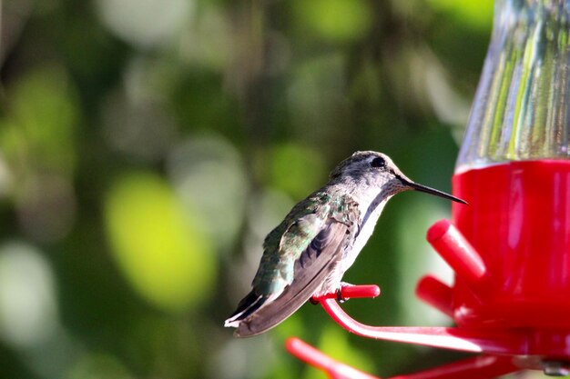 Foto nahaufnahme eines kolibris, der auf einem futter sitzt