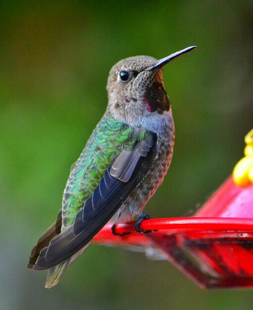 Nahaufnahme eines Kolibris, der auf einem Vogelfutter sitzt