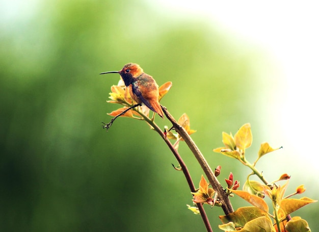 Nahaufnahme eines Kolibris, der auf einer Pflanze sitzt