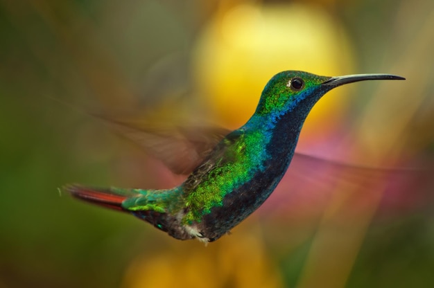 Foto nahaufnahme eines kolibris im flug