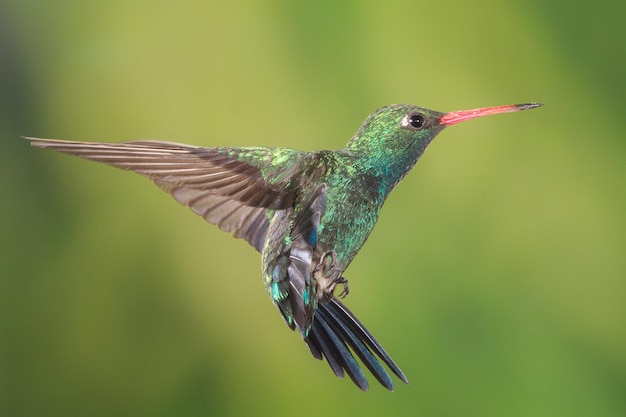 Nahaufnahme eines Kolibris in der Luft