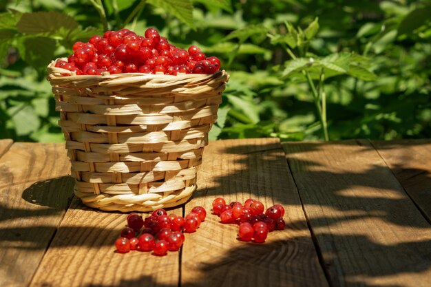 Nahaufnahme eines Korbes mit roten Johannisbeeren.