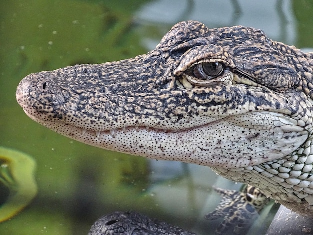 Foto nahaufnahme eines krokodil-alligators in einem see