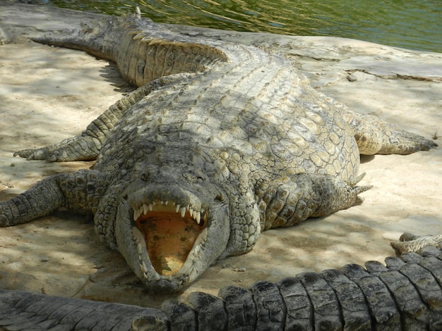 Nahaufnahme eines Krokodils am Ufer