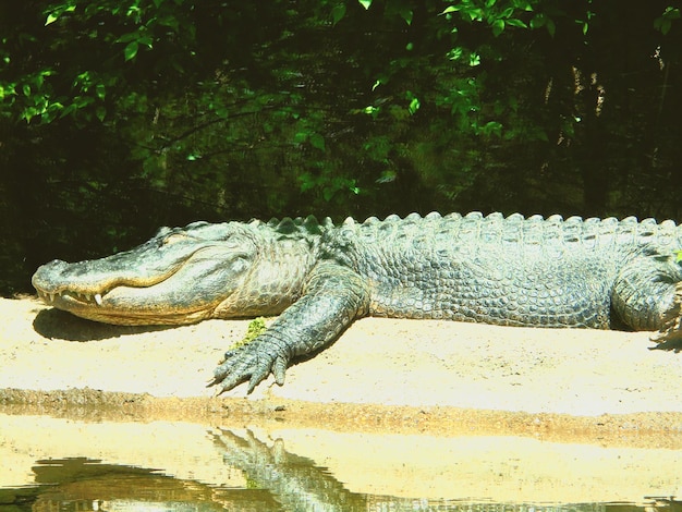 Foto nahaufnahme eines krokodils auf dem boden