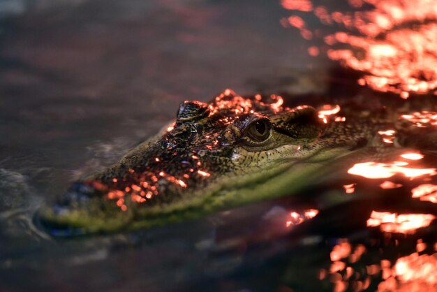 Foto nahaufnahme eines krokodils, der im see schwimmt