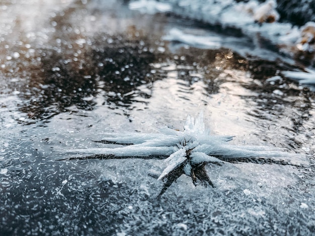 Foto nahaufnahme eines krokodils im meer im winter