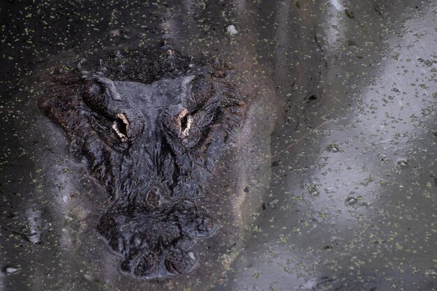 Nahaufnahme eines Krokodils im Meer