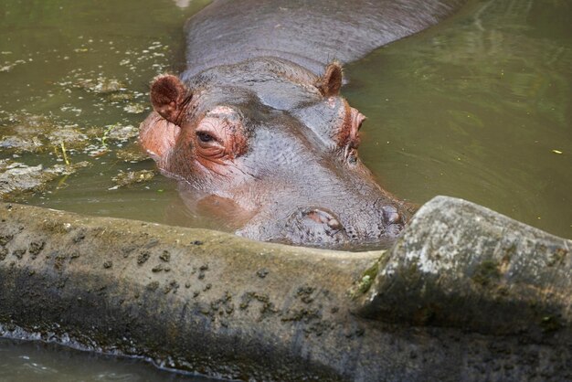 Foto nahaufnahme eines krokodils im see im zoo