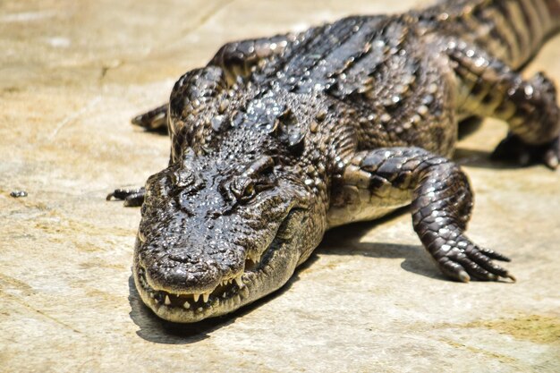 Foto nahaufnahme eines krokodils