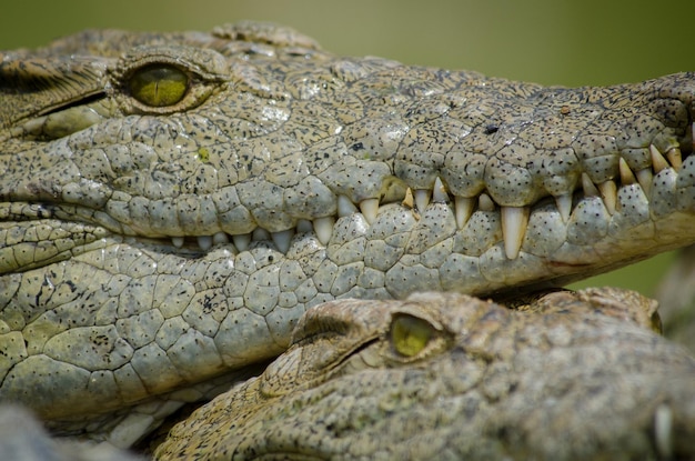 Foto nahaufnahme eines krokodils