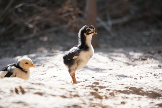 Foto nahaufnahme eines küken auf dem feld