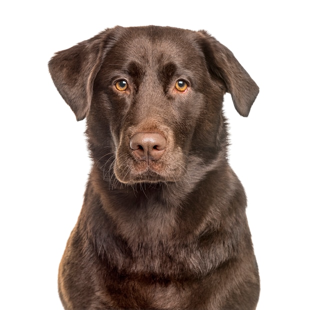 Nahaufnahme eines Labrador Retriever, isoliert auf Weiß