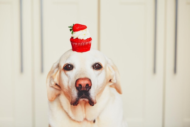 Nahaufnahme eines Labrador-Retrievers mit einem roten Cupcake auf dem Kopf zu Hause