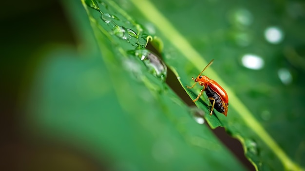 Nahaufnahme eines Labybird auf einem Blatt auf einer Gartenpflanze