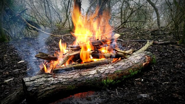 Foto nahaufnahme eines lagerfeuers auf einem baumstamm im wald