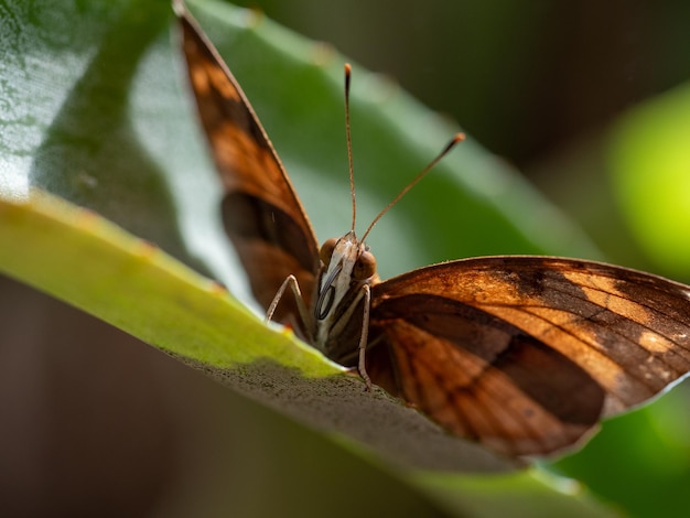 Nahaufnahme eines lebendigen Schmetterlings auf einem Blatt, umgeben von üppigem Grün