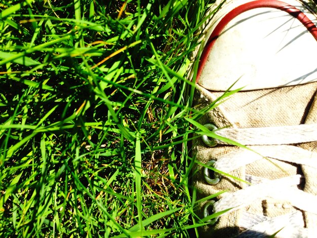 Foto nahaufnahme eines leinwandschuhs auf einem grasbewachsenen feld