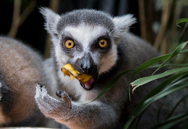 Foto nahaufnahme eines lemurs, der obst isst