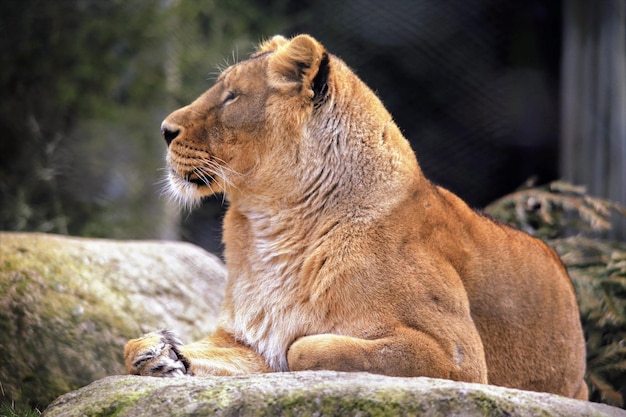 Foto nahaufnahme eines löwen, der sich auf einem felsen entspannt
