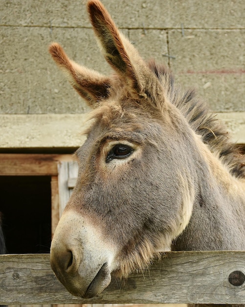 Foto nahaufnahme eines löwen