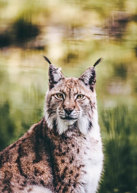 Nahaufnahme eines Luchs