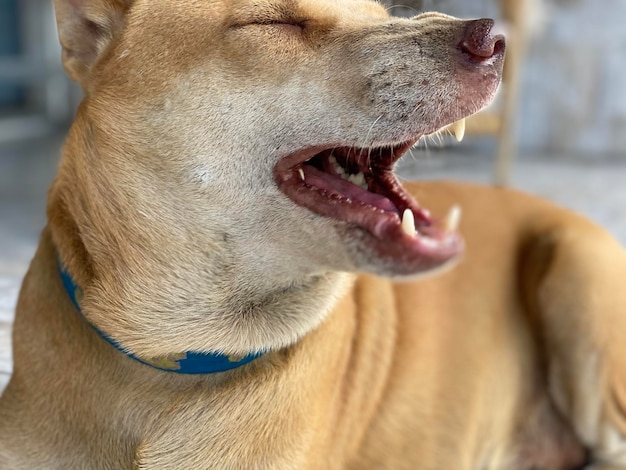 Foto nahaufnahme eines lustigen hundes