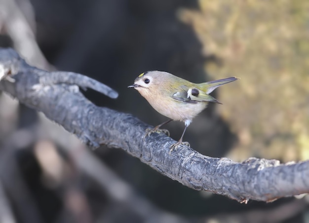 Nahaufnahme eines männlichen Goldhähnchens (Regulus Regulus) sitzt auf einem dicken Thuja-Zweig.