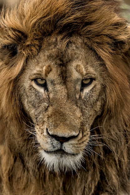 Nahaufnahme eines männlichen Löwen im Serengeti-Nationalpark