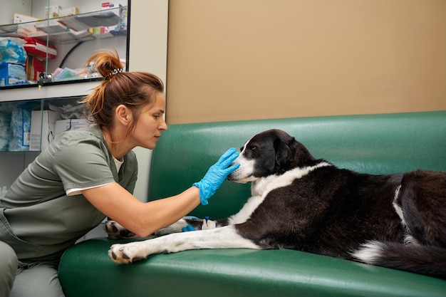 Nahaufnahme eines männlichen Tierarztes, der dem Hund in der Klinik Medikamente injiziert Impfung für Haustiere oder tierärztliches Behandlungskonzept