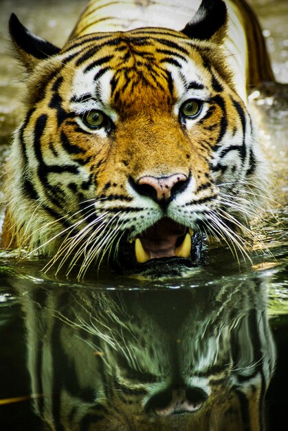 Foto nahaufnahme eines malaysischen tigers, der im teich schwimmt