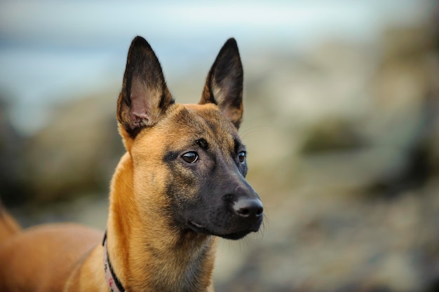 Nahaufnahme eines Malinois-Hunds auf dem Feld