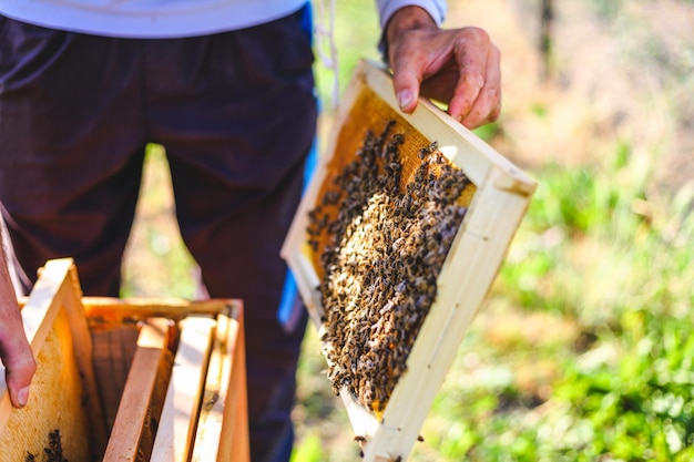 Foto nahaufnahme eines mannes, der einen bienenstock auf einem bauernhof hält