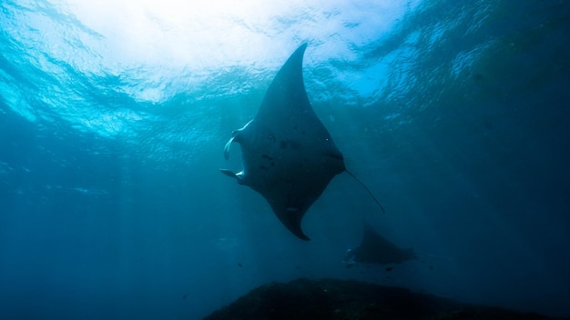 Nahaufnahme eines Manta-Rays, der im Meer schwimmt