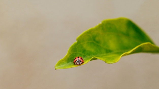 Nahaufnahme eines Marienkäfers auf einem Blatt