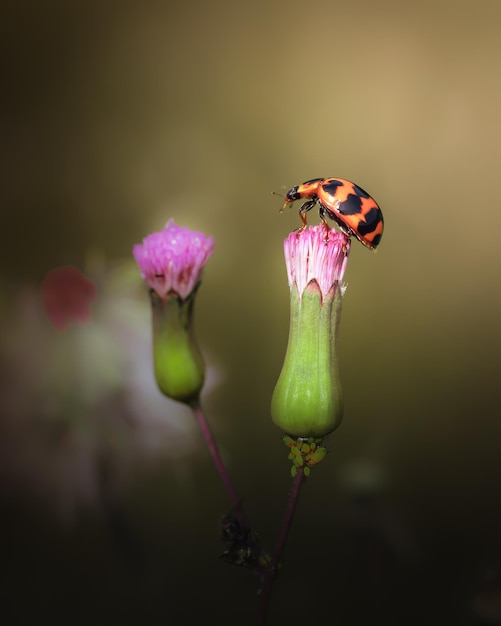 Nahaufnahme eines Marienkäfers auf Grasblumen