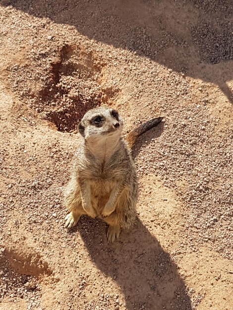 Foto nahaufnahme eines meerkates