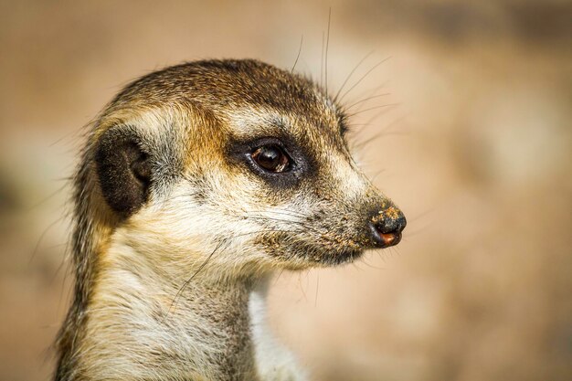 Foto nahaufnahme eines meerkates