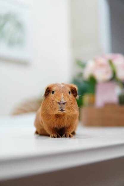 Foto nahaufnahme eines meerschweinchens zu hause