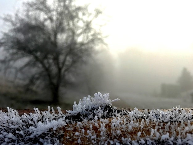 Nahaufnahme eines mit Schnee bedeckten Baumes im Winter