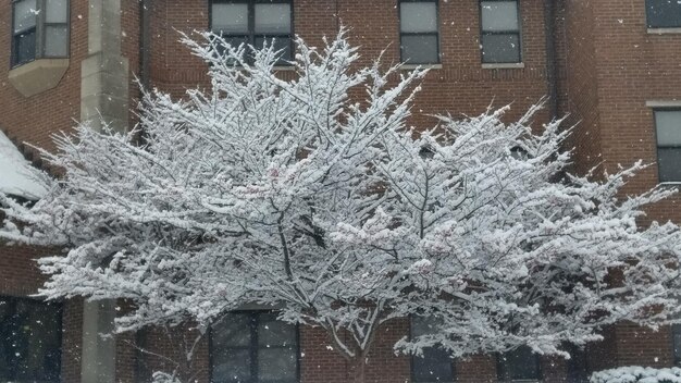 Foto nahaufnahme eines mit schnee bedeckten baumes in der stadt